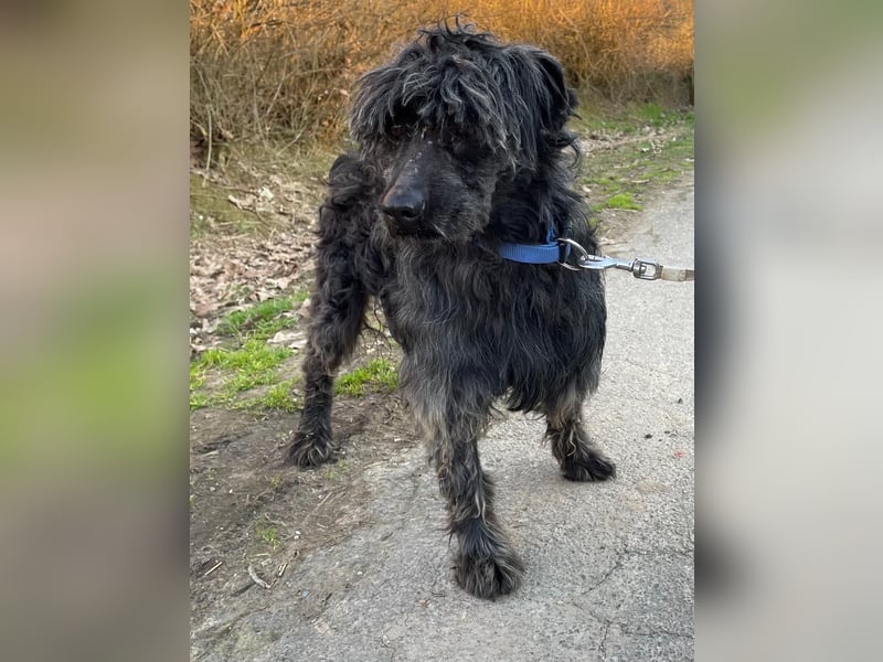 Shifu sucht souveräne Menschen