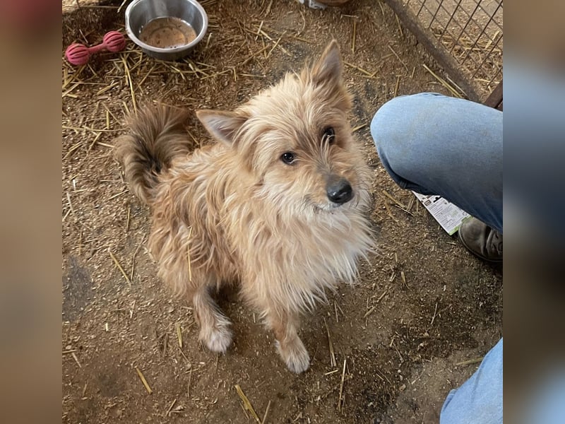 Linduska, zartes Seelchen sucht ruhiges Zuhause