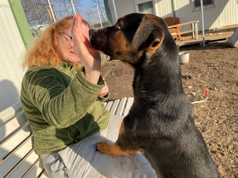 Flector, aufgeschlossene Hündin im Besten Alter