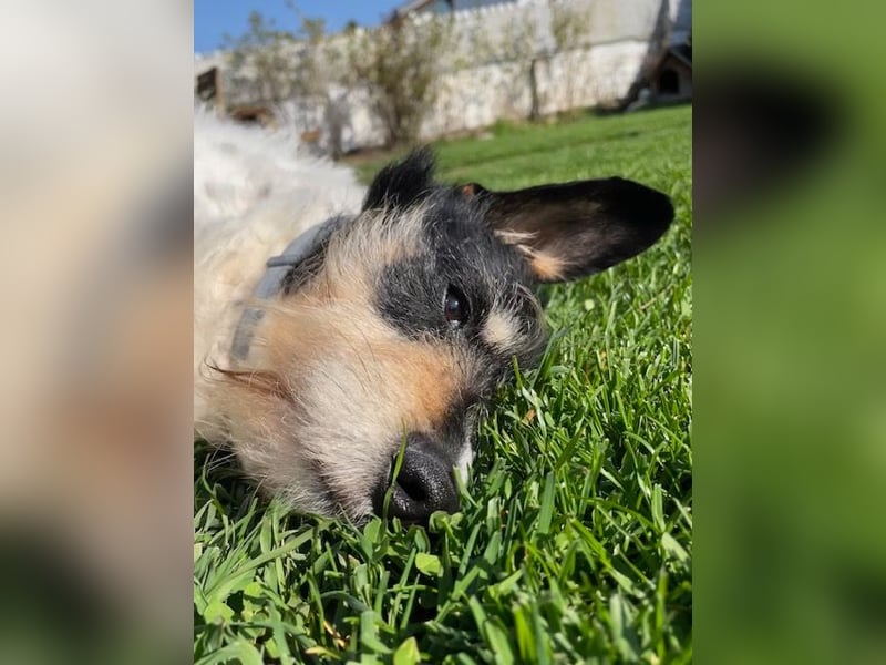 Foltina,Knutschkugel  darf auf der Pflegestelle in Zülpich besucht werden