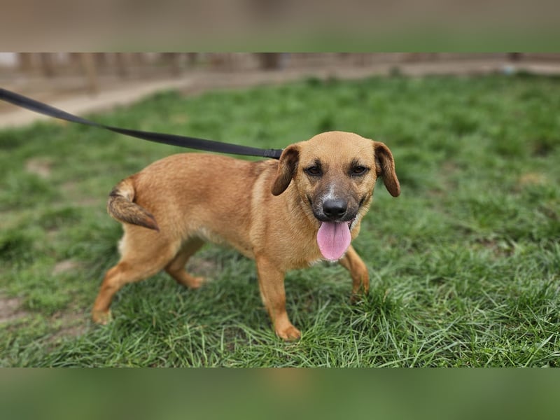 Sonnenschein Kisbarna sucht ihr Rudel