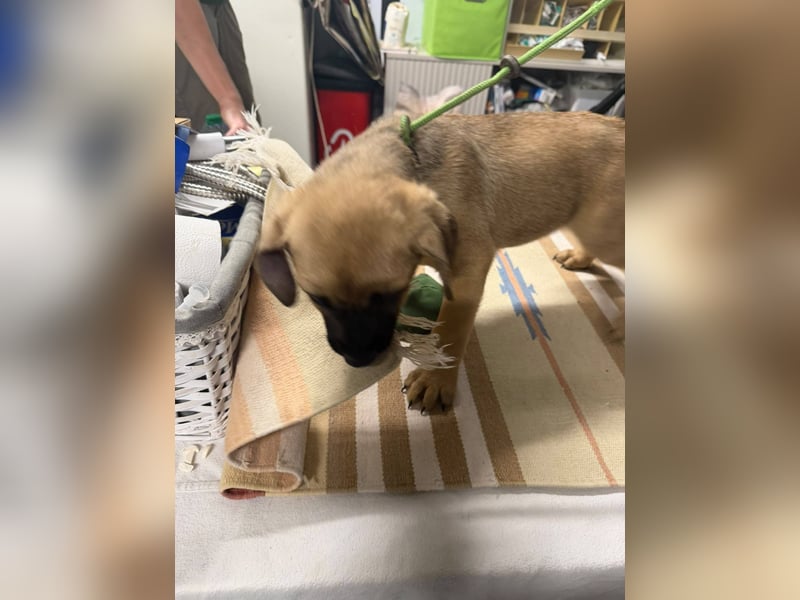 Hero, was für ein süßes Schnäuzchen