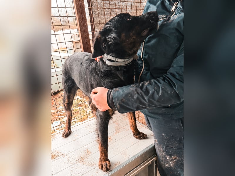 Liget, süße Hundemama sucht ihre Familie