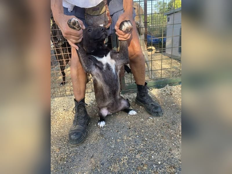 Nati, bildhübsches Hundemädchen