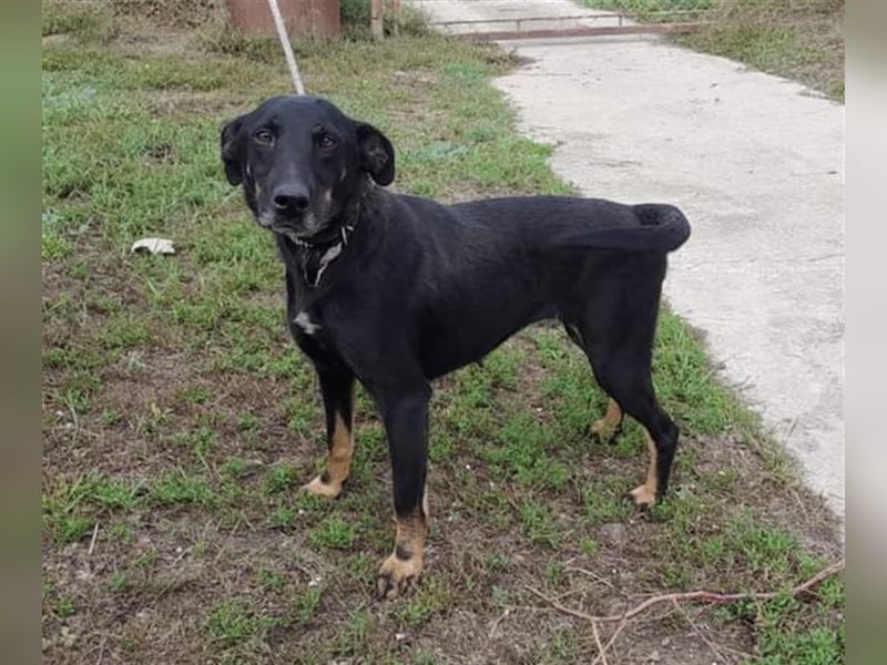 Gabriella, eine aufgeschlossene Maus sucht ihre Familie
