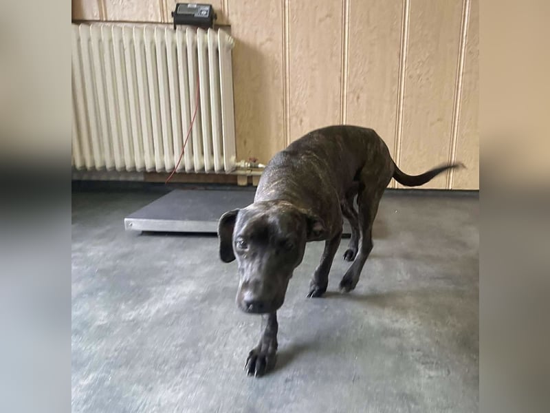 Adidas, sportlich und aktiv