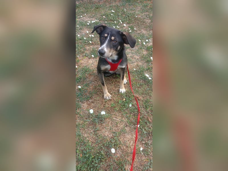 Nelly sucht ein zu Hause