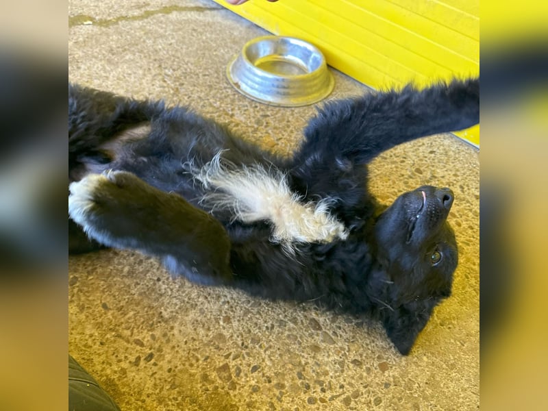 Eryx, fröhlicher 2 jähriger Rüde, mittlere Größe, verspielt, lebensfroh, lieb, menschenbezogen, akti