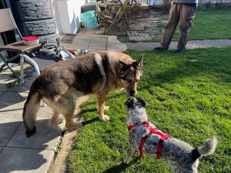 Pepsi, süßer Senior spielt noch gerne Ball