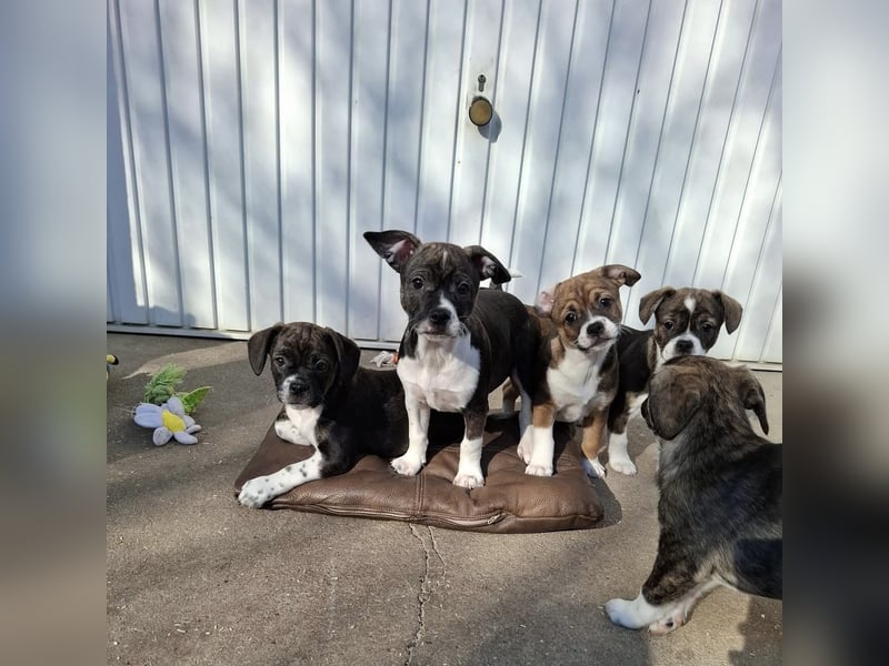 Holly, verspielt und niedlich