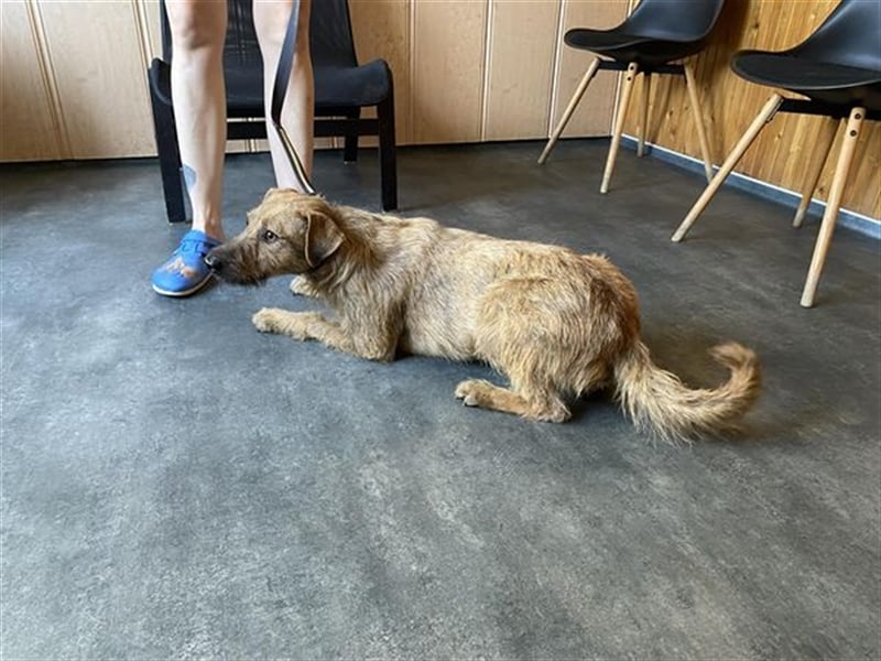 Bukta,möchte in seinem neuen Zuhause ankommen