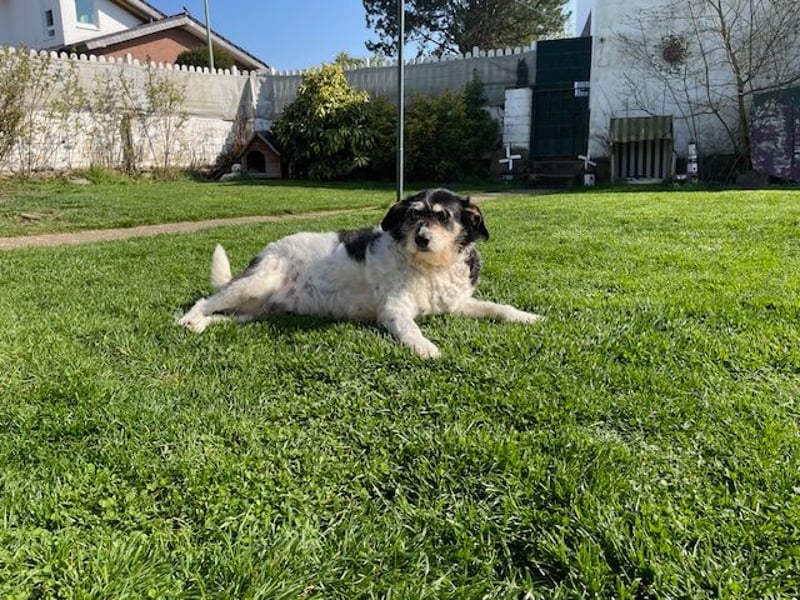 Foltina,Knutschkugel  darf auf der Pflegestelle in Zülpich besucht werden