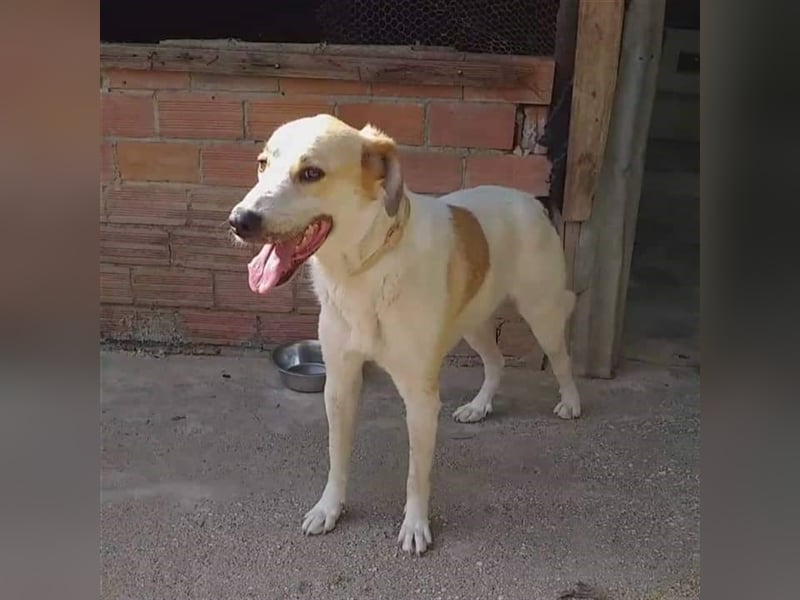 Simba- Mischlingshund sucht ein Zuhause/Pflegestelle