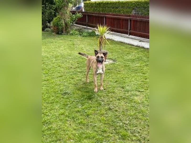 Pacco verliert unverschuldet sein liebevolles Zuhause