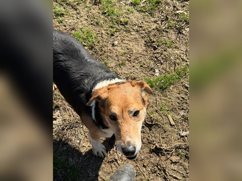 Lucky, Glück im Unglück….super lieb und freundlich