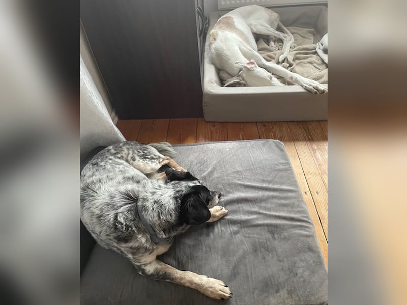 Pepsi, süßer Senior spielt noch gerne Ball