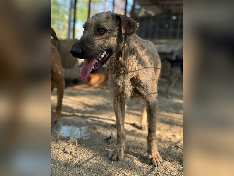 Bukta,möchte in seinem neuen Zuhause ankommen