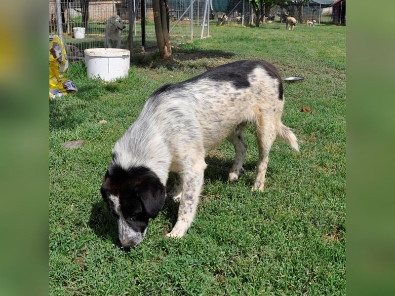 Timmy- Hirtenhund-/Jagdhund-Mischling