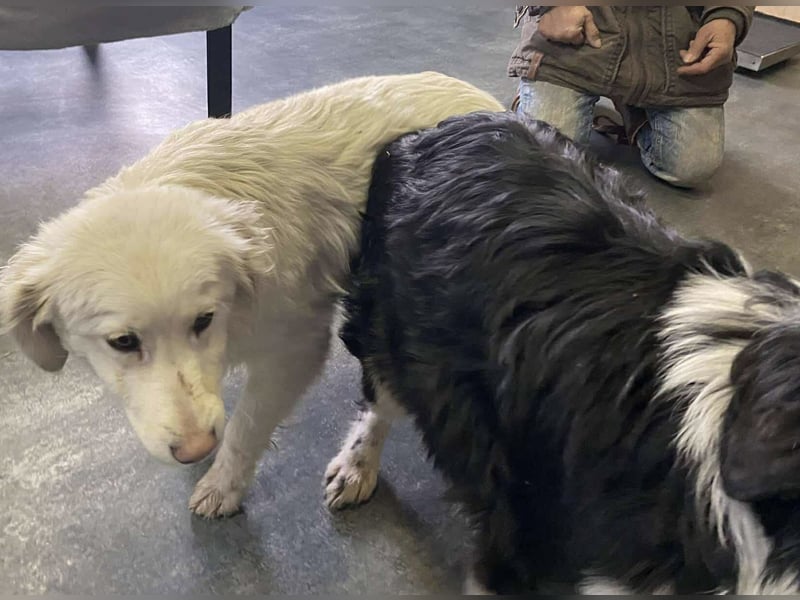 Marie, süße Maus freut sich auf eine eigene Familie