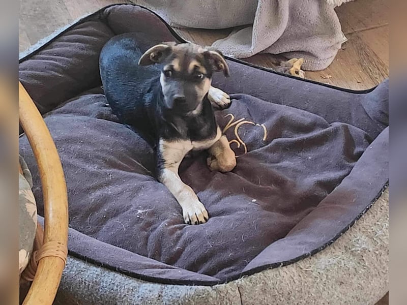 Csipet, lernwillig und zurückhaltend