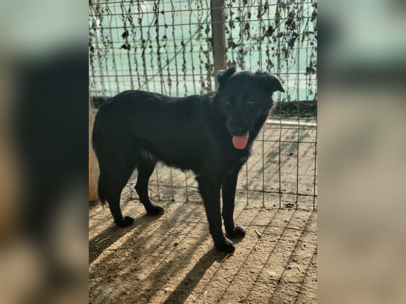 Natalie, eine verspielte, freundliche, noch etwas schüchterne, soziale 3 jährige Schönheit