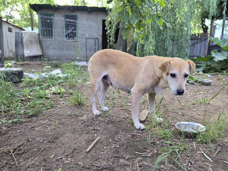 Silva, 8jährige Lady, kniehoch, freundlich, sozial, noch zurückhaltend