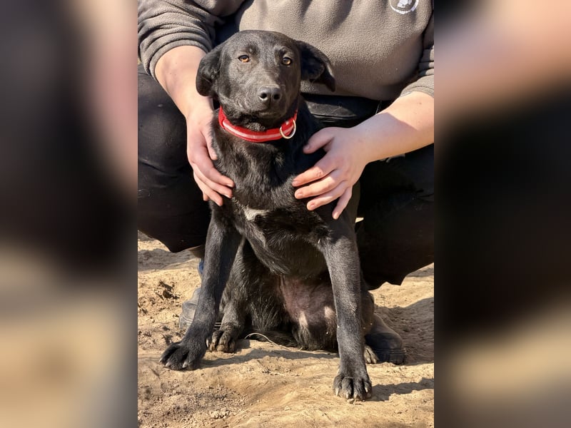 Vera, eine von vielen schwarzen Schnuckelmäusen