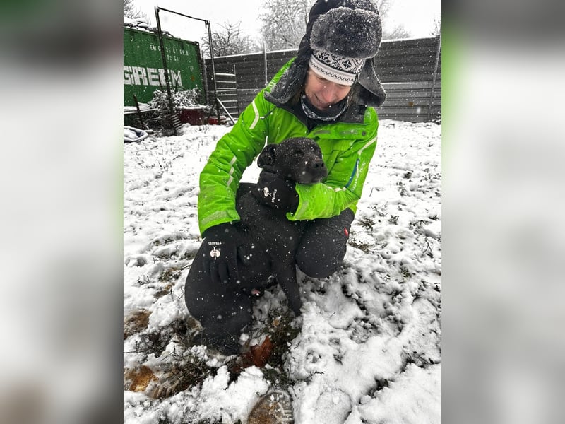 Ozzy, Black and Beautiful