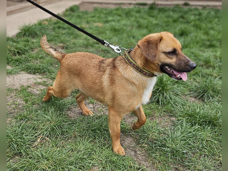 Sonnenschein Kisbarna sucht ihr Rudel