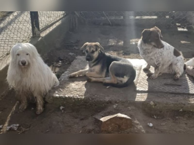 Csipet, lernwillig und zurückhaltend