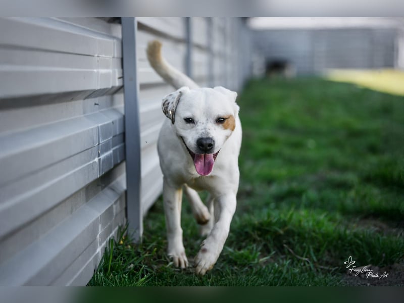 Imre , erobert alle Herzen im Sturm, möchte endlich gesehen werden