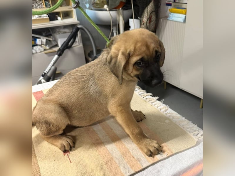Hero, was für ein süßes Schnäuzchen
