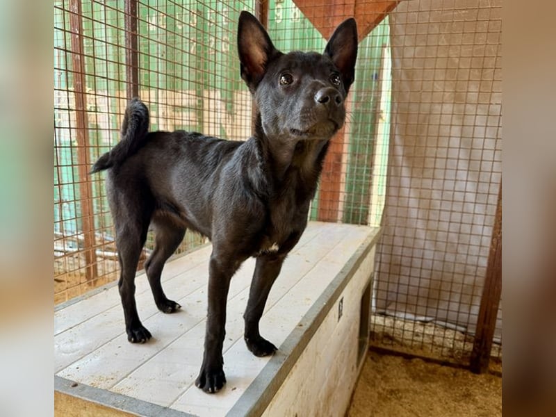 Sonic, kleiner aktiver Sonnenschein sucht…