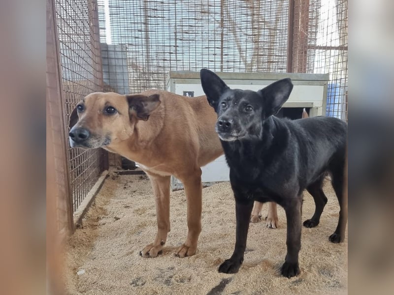 Helen, ruhiges Zuhause gesucht. Gerne als Zweithund