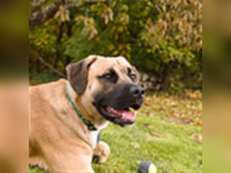 Sam 1-Vermittlungshilfe / Auf PS in 3240 Mank (Österreich)