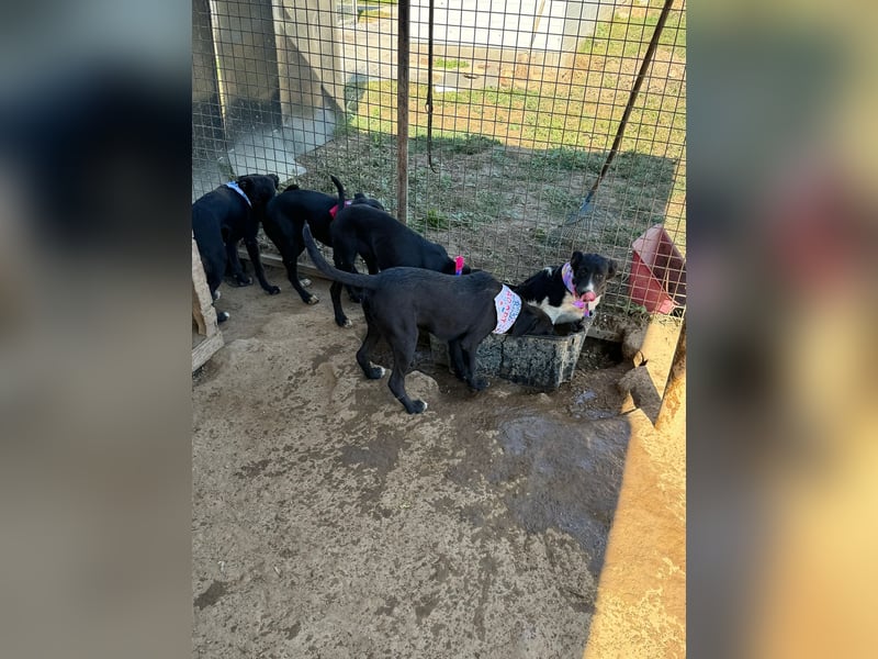 Vera, eine von vielen schwarzen Schnuckelmäusen