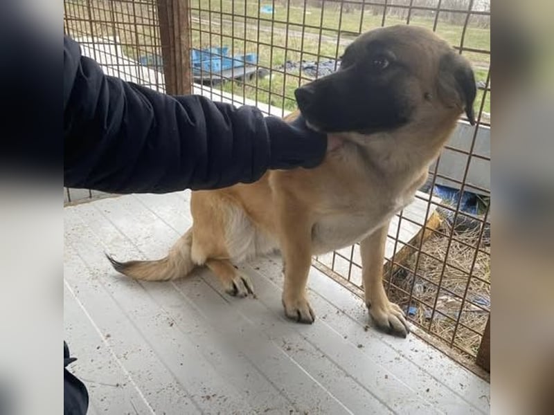 Lukretia sucht liebevolles Zuhause