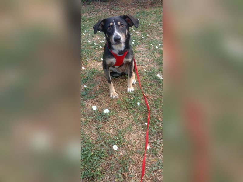 Nelly sucht ein zu Hause
