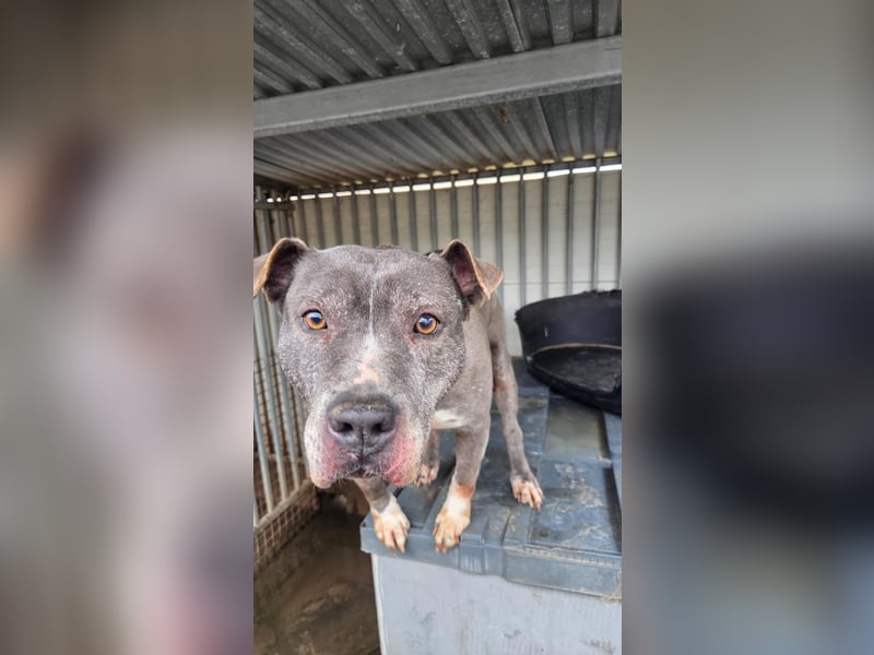 Killi - kompakt&kuschelig Vermittlung nur für A/CH/NL/SWE