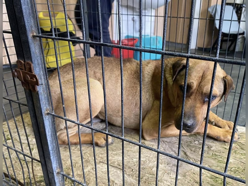 Szilva sucht ruhiges Zuhause