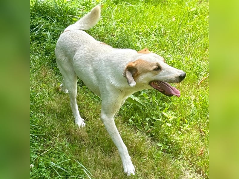 Simba- Mischlingshund sucht ein Zuhause/Pflegestelle