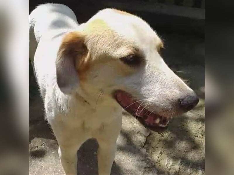 Simba- Mischlingshund sucht ein Zuhause/Pflegestelle