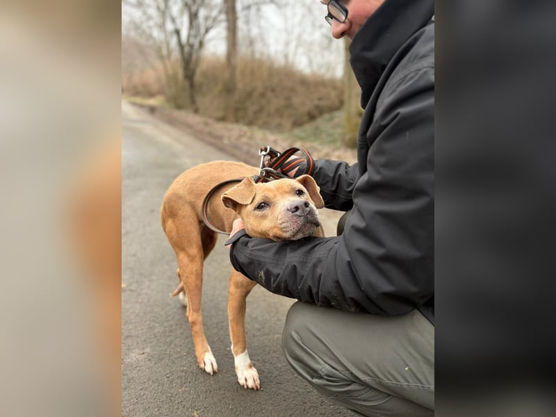 Zelma, treue Begleiterin sucht ihre Menschen