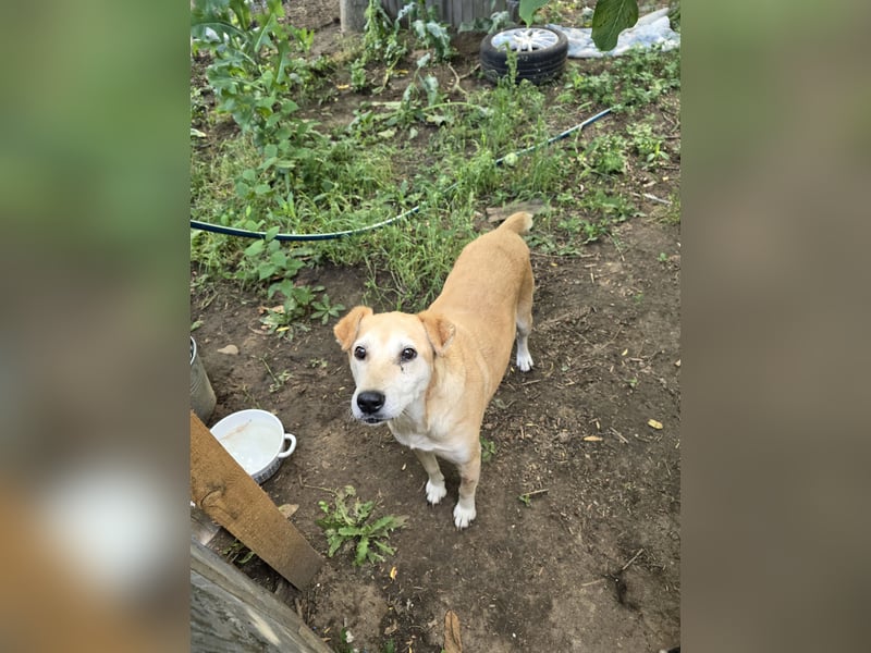 Silva, 8jährige Lady, kniehoch, freundlich, sozial, noch zurückhaltend