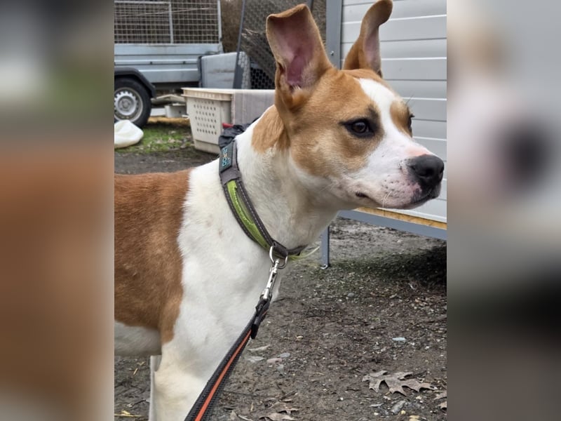 Tina, verspielt und freundlich. Vermittlung nur nach A/CH/NL oder SWE