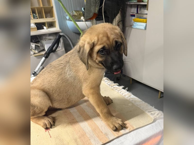 Hero, was für ein süßes Schnäuzchen