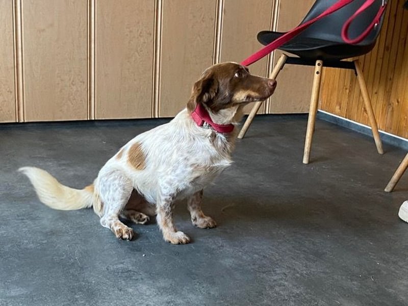 Daisy hat Glück im Unglück Daisy hat Glück im Unglück