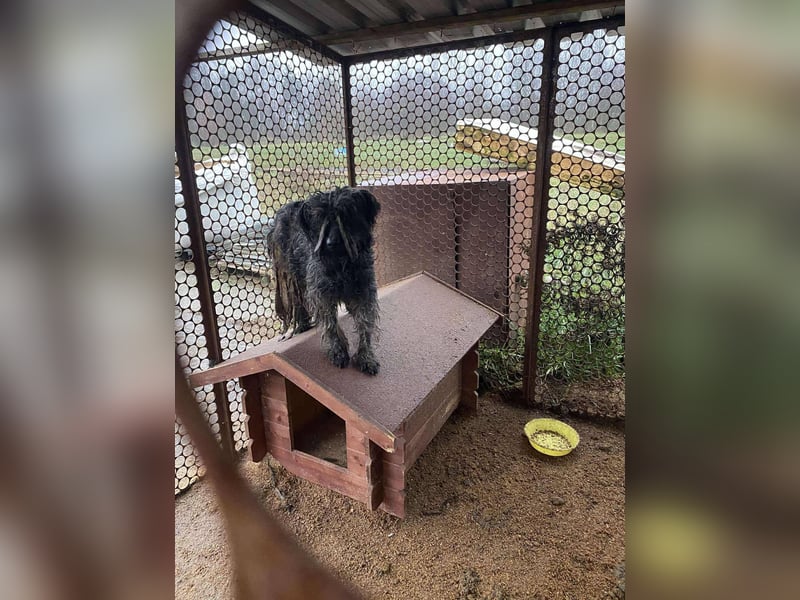 Shifu sucht souveräne Menschen