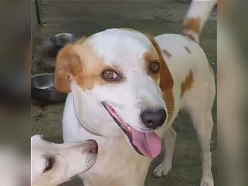 Lio- Mischlingshund sucht ein Zuhause/Pflegestelle