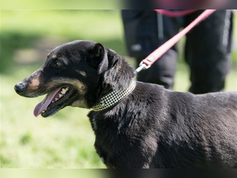 Gabriella, eine aufgeschlossene Maus sucht ihre Familie